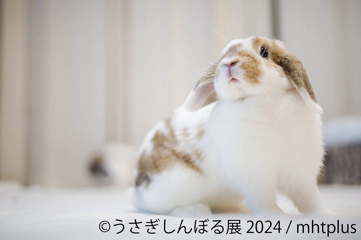 かわいいうさぎの写真とグッズが一堂に集結する人気企画「うさぎしんぼる展 2024」