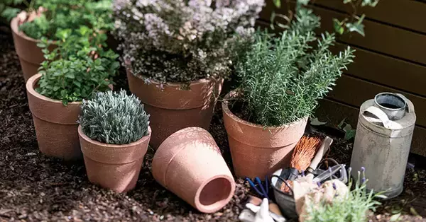 DINOS、⾼温多湿に弱い植物を育てやすい「底なし植木鉢」を発売