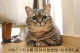 「“ねこ休み展” と “鼻ぺちゃ展” を融合させた猫と犬の魅力を同時に楽しめる「ねこぺちゃ展」が初開催」の画像3