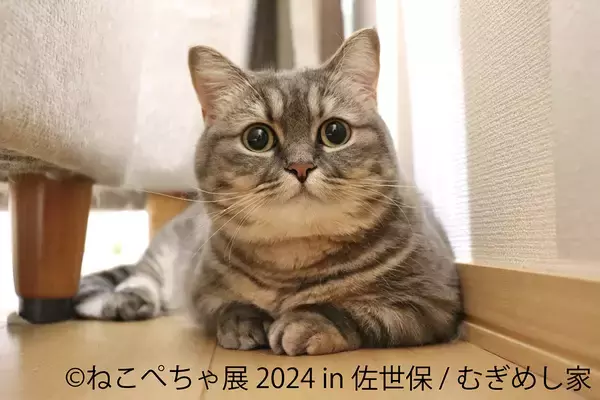 「“ねこ休み展” と “鼻ぺちゃ展” を融合させた猫と犬の魅力を同時に楽しめる「ねこぺちゃ展」が初開催」の画像