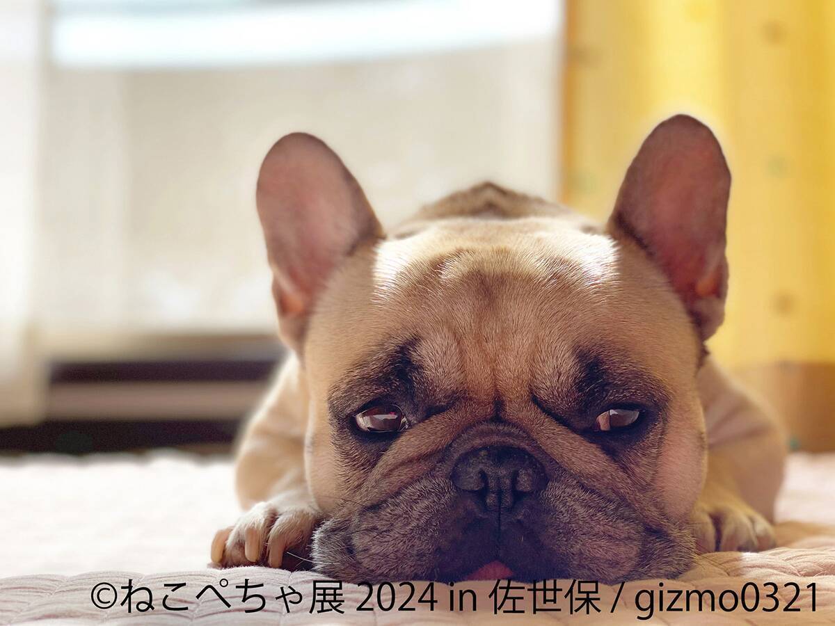 “ねこ休み展” と “鼻ぺちゃ展” を融合させた猫と犬の魅力を同時に楽しめる「ねこぺちゃ展」が初開催