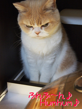 「怒ってなどいない!! 」怒り顔の猫・小雪 フォトコラム Day 15