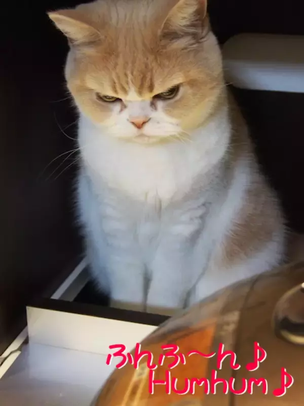 「怒ってなどいない!! 」怒り顔の猫・小雪 フォトコラム Day 15