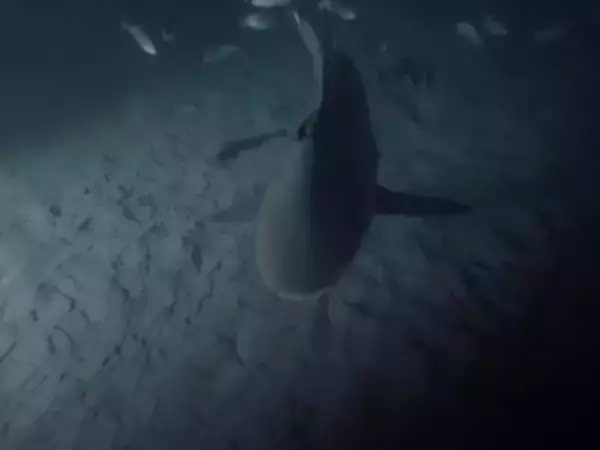 「GoPro、暗闇の海底で全方位をサメに囲まれるFacebook360度動画を公開」の画像