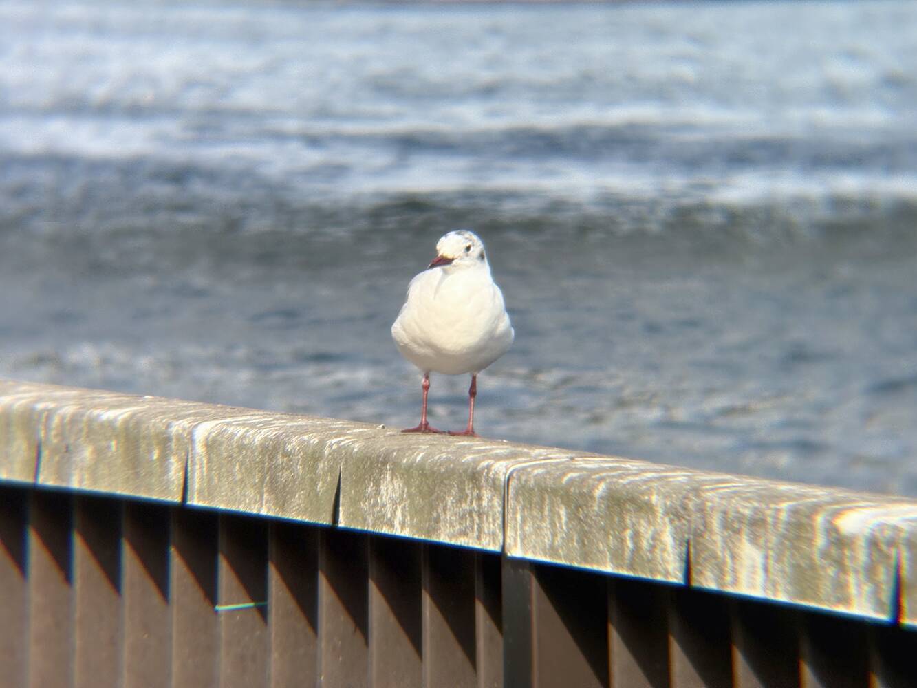 スマホのカメラレンズを一眼レフのように付け替えられる「EXAPRO クリップレンズ」徹底活用術！