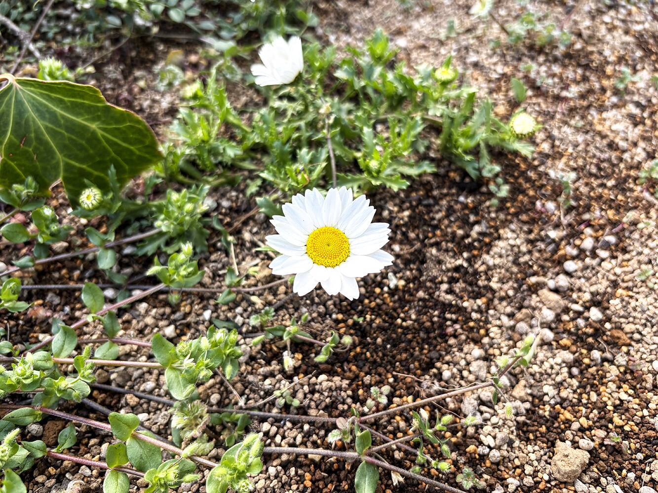 スマホのカメラレンズを一眼レフのように付け替えられる「EXAPRO クリップレンズ」徹底活用術！