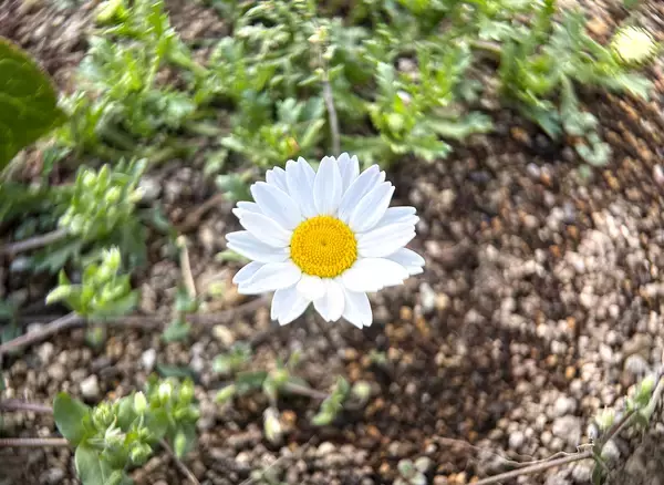 「スマホのカメラレンズを一眼レフのように付け替えられる「EXAPRO クリップレンズ」徹底活用術！」の画像