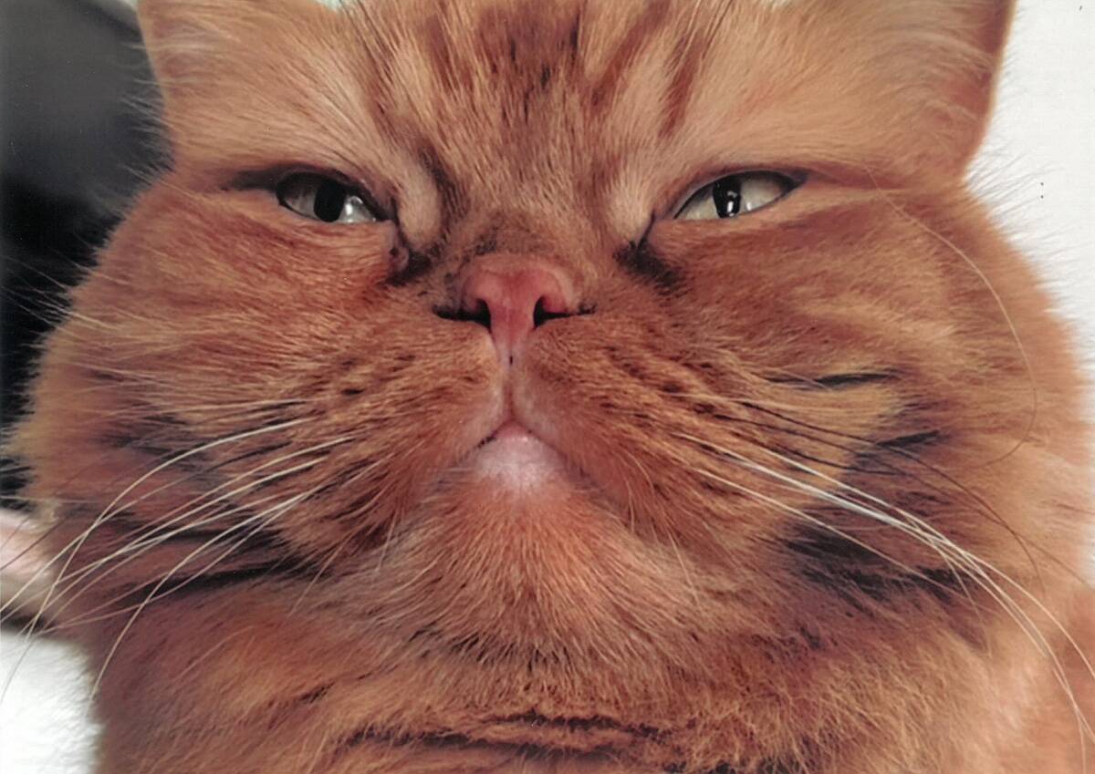 毎年恒例の可愛い猫の写真の一般公募展「大佛次郎×ねこ写真展」が2025年も開催