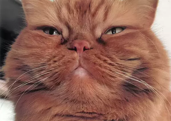 「毎年恒例の可愛い猫の写真の一般公募展「大佛次郎×ねこ写真展」が2025年も開催」の画像