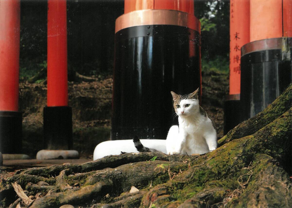 毎年恒例の可愛い猫の写真の一般公募展「大佛次郎×ねこ写真展」が2025年も開催