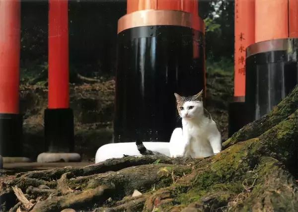 「毎年恒例の可愛い猫の写真の一般公募展「大佛次郎×ねこ写真展」が2025年も開催」の画像