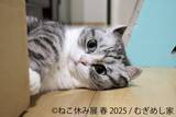 「10周年の節目の年を迎えた人気企画の「ねこ休み展」が名古屋で2年ぶりの春開催」の画像3