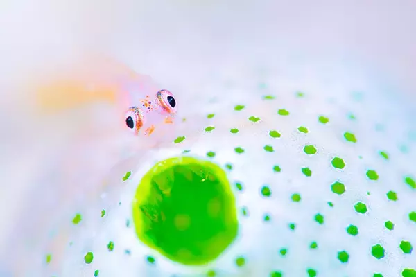 「水中の小さな生き物を撮影した上出俊作氏の写真展「陽だまり レンズ越しに見つめた10mmの海」」の画像