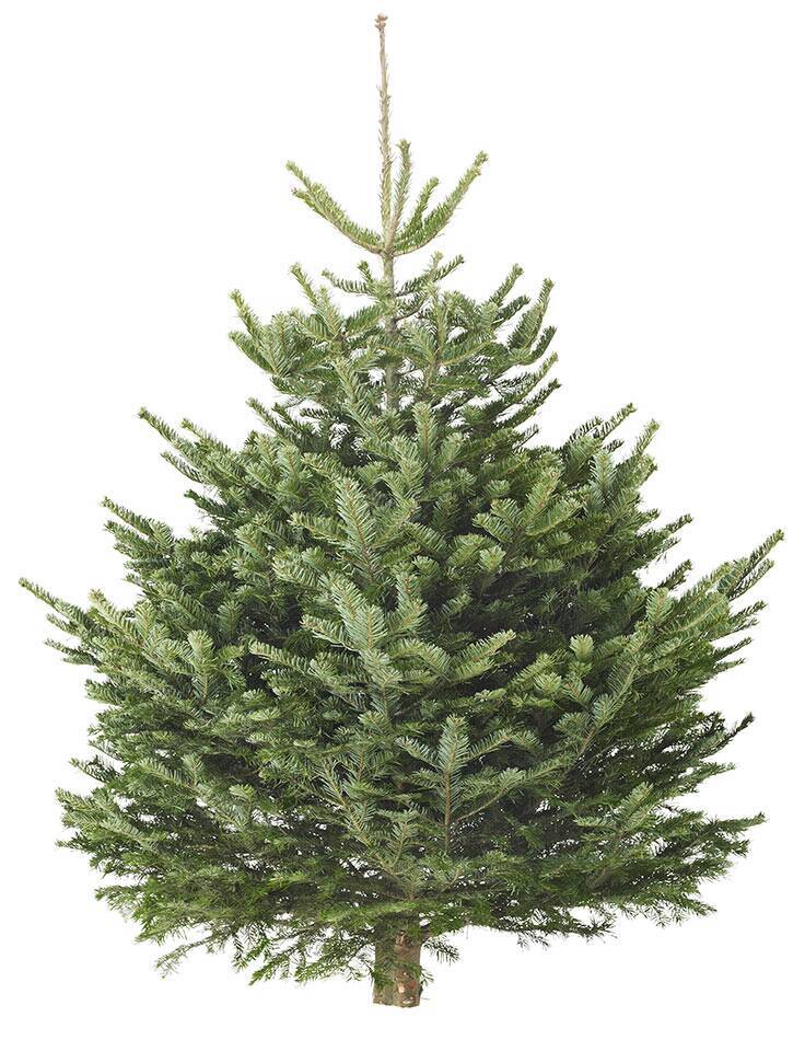 イケア、クリスマスシーズンに向けて本物のモミの木を11月25日から発売
