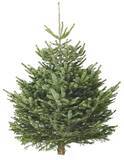 「イケア、クリスマスシーズンに向けて本物のモミの木を11月25日から発売」の画像2