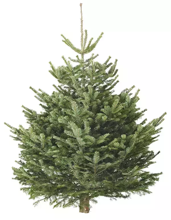 「イケア、クリスマスシーズンに向けて本物のモミの木を11月25日から発売」の画像