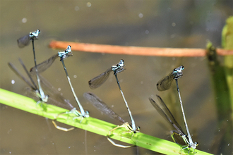 身近な自然で見付けた感動的な写真とエピソードの募集「第8回わぉ！な生きものフォトコンテスト」