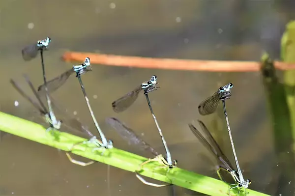 身近な自然で見付けた感動的な写真とエピソードの募集「第8回わぉ！な生きものフォトコンテスト」