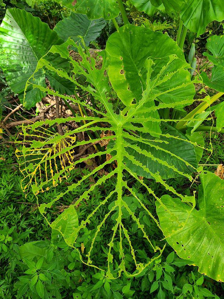 身近な自然で見付けた感動的な写真とエピソードの募集「第8回わぉ！な生きものフォトコンテスト」