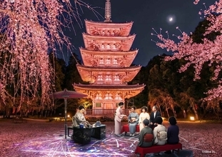 京都の世界遺産で夜桜アートイベント「醍醐花見」3月27日から 醍醐寺が光の桜絵巻に