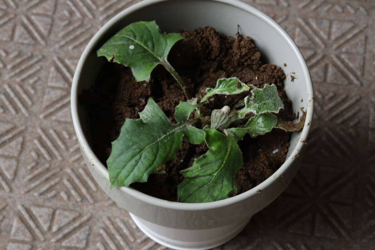 100均でここまで本格的な商品売ってるんだ！？お手入れが激減！見た目もお洒落な園芸グッズ