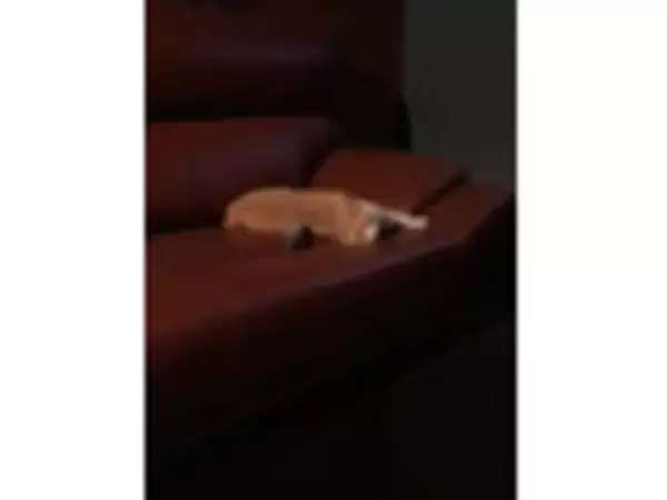 「【2026年4月第1週】ドーナツ・パンランキング1位はミスド抹茶新作！春の人気商品まとめ」の画像