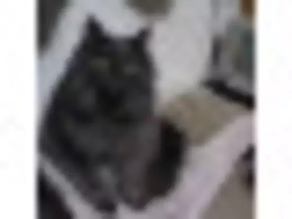 「定番具材が人気!?温めても美味しい♪『セブンイレブンおにぎり』のおすすめ人気ランキングTOP3！」の画像