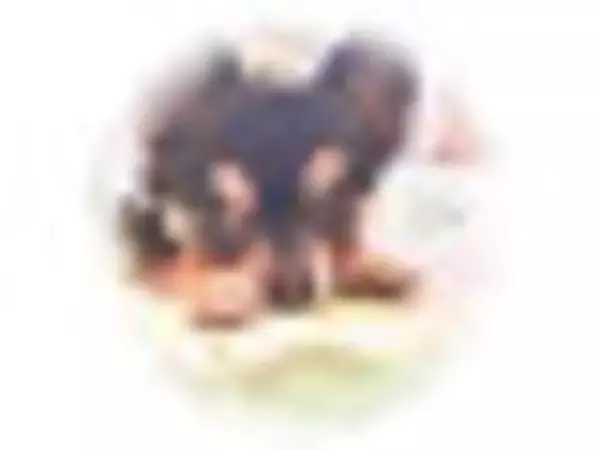 「クリームパンのおすすめTOP3！」の画像