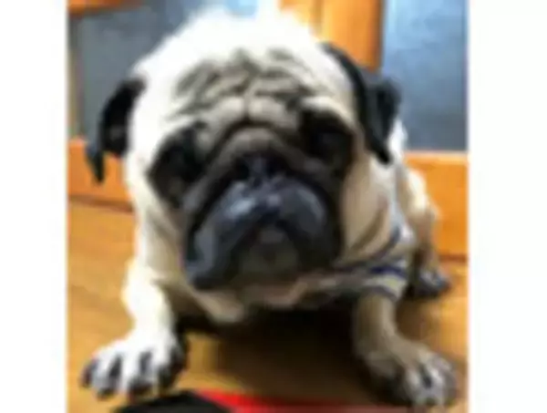 「乳飲料（ラテ・オーレ）おすすめ人気BEST10！和風仕立ても、スイーツ感覚も盛りだくさん☆」の画像