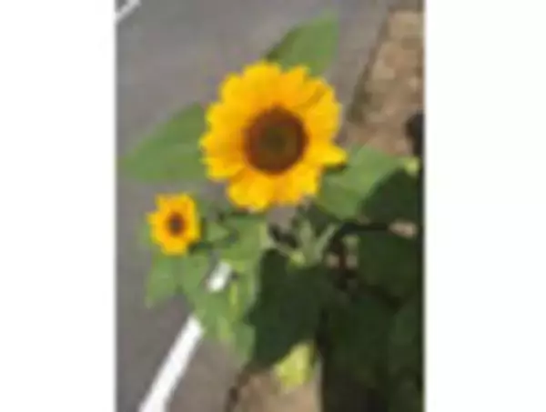 「【KALDIスイーツ決定版】キュートなパッケからぷるぷる杏仁！」の画像