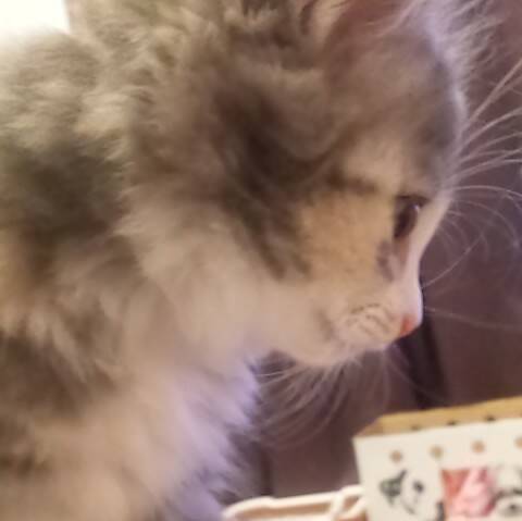 【最新版】イチゴ味のアイスの人気ランキングのおすすめTOP3！