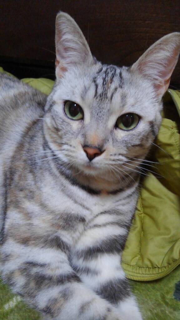 【最新版】芳醇な香りが広がる♪ラムレーズン味アイスの人気ランキングのおすすめTOP3！