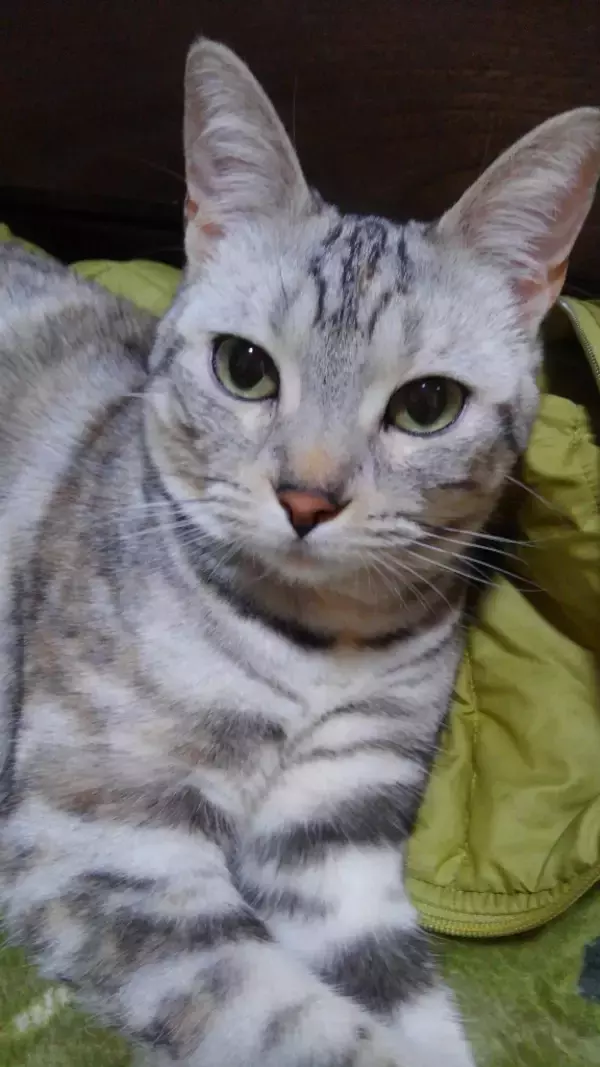 「【最新版】芳醇な香りが広がる♪ラムレーズン味アイスの人気ランキングのおすすめTOP3！」の画像