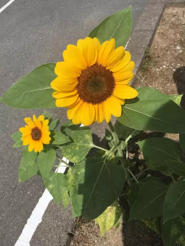 「【最新版】クリーミーさがたまらない♪濃厚系乳飲料（ラテ・オーレ）人気ランキングのおすすめTOP3！」の画像