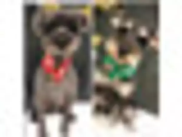 「サクふわ！定番も変わり種も試したい♪『メロンパン』の人気ランキングおすすめTOP3！」の画像