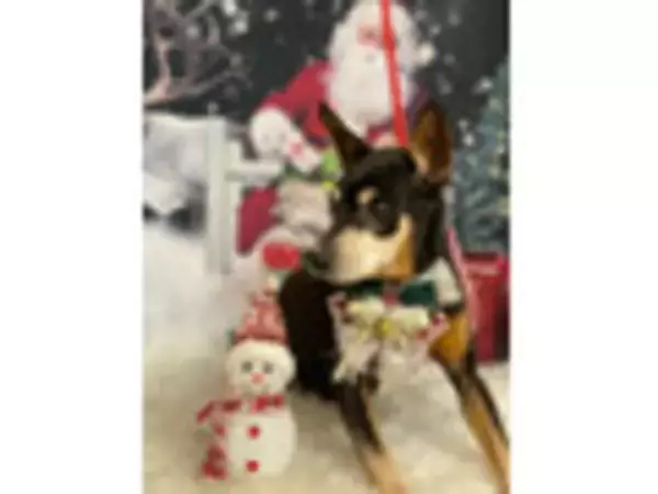 「【2026年4月第4週】コンビニおにぎり・コンビニ手巻寿司ランキング1位は七品目の恵方巻！新商品・久しぶりランクインも続々まとめ」の画像