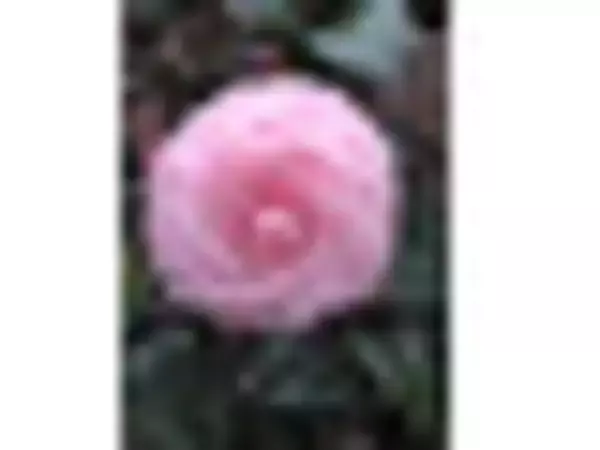 「朝からゴクゴク飲みたい！『スムージー系野菜ジュース』の「おすすめ」人気ランキングTOP3」の画像