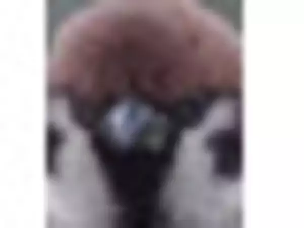 「和・洋・中いろいろ！コンビニ弁当のおすすめTOP3」の画像