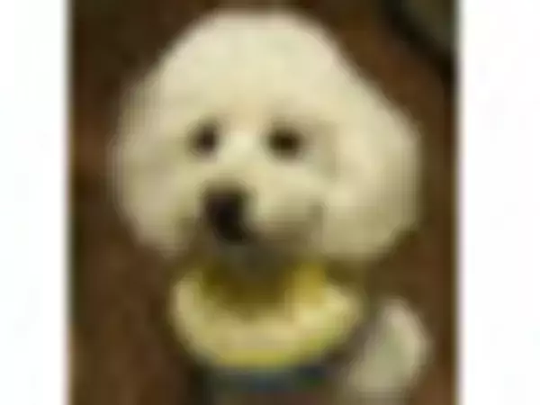 「ココアのトレンド人気ランキング！」の画像