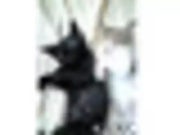 「ピスタチオの濃厚な美味しさを堪能したい♪『ピスタチオ味スイーツ』のトレンド「食べたい」人気ランキング！」の画像