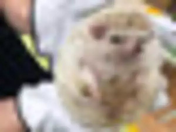 「【ベストフードアワード2021】ベストお料理の素　ホットケーキ部門人気TOP3！」の画像