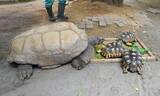 「年間収入14万円の動物園　食べ残しをビールに変えて稼ぐ実験が始まった」の画像8