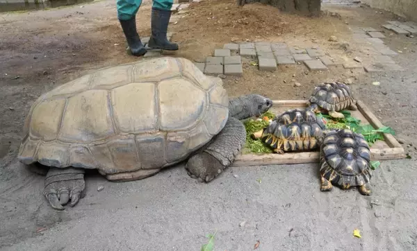 「年間収入14万円の動物園　食べ残しをビールに変えて稼ぐ実験が始まった」の画像