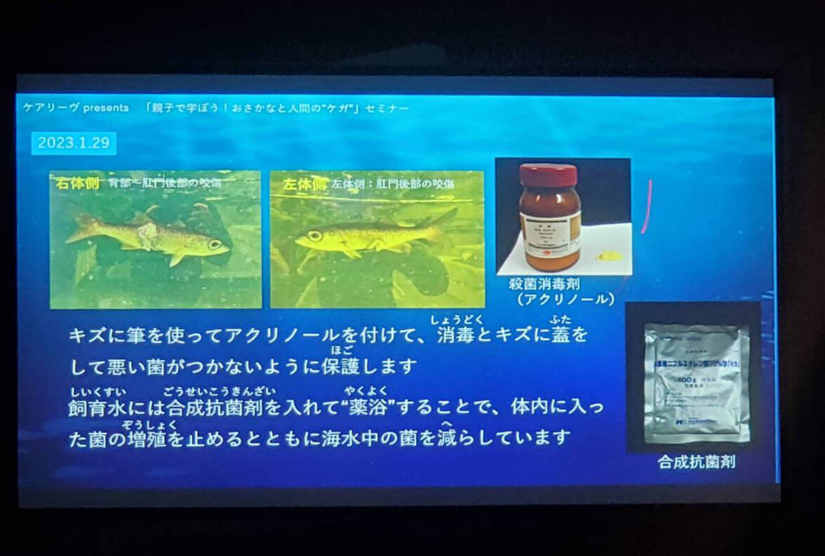 知られざる魚たちの傷の直し方 ニチバン開催親子イベントで、海の生物のケガ治療から人間のケガを考える