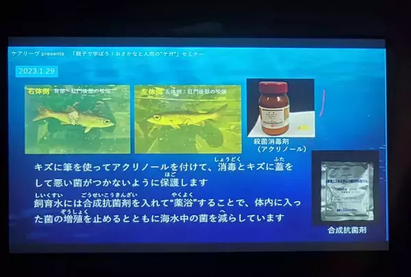 「知られざる魚たちの傷の直し方 ニチバン開催親子イベントで、海の生物のケガ治療から人間のケガを考える」の画像