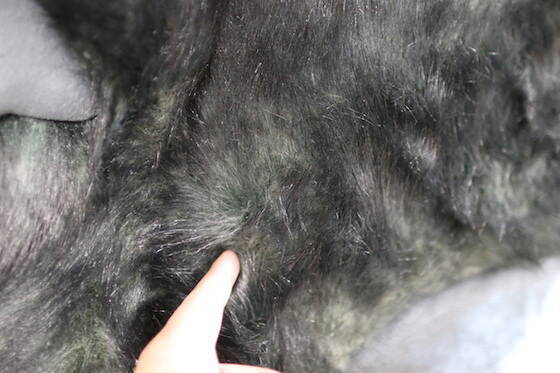 渋谷の5メートル巨大ネコをモフモフしてみた！ クロネコヤマトの立体看板、毛がフカフカで抱きつくと超気持ちいい！