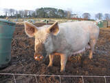 ラーメン二郎の豚1頭購入に ラーメンファンざわわ 大宮店がgw企画で 香り豚の希少部位を使ったチャーシューも提供 15年4月30日 エキサイトニュース