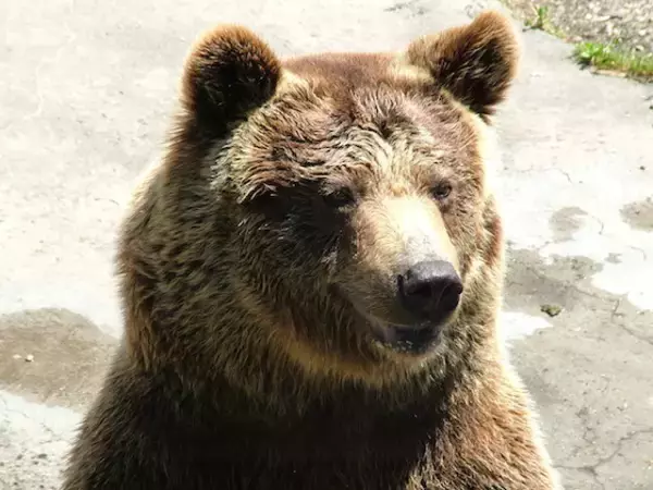 愛犬、2年後にクマだったと判明 飼い主「そういえば気が荒かった」