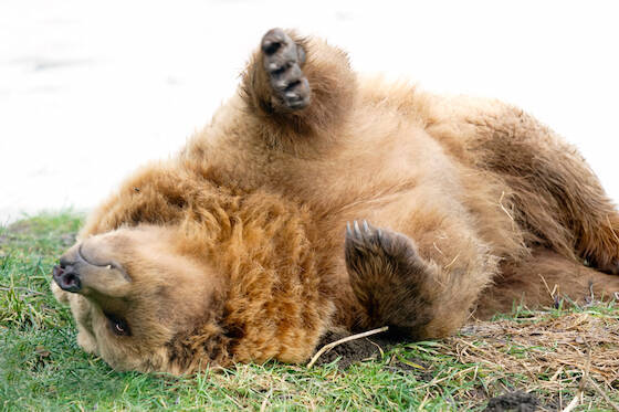 愛犬、2年後にクマだったと判明 飼い主「そういえば気が荒かった」