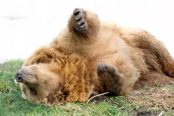「愛犬、2年後にクマだったと判明 飼い主「そういえば気が荒かった」」の画像